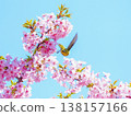White-eye and cherry 138157166