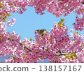 White-eye and cherry 138157167