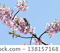 White-eye and cherry 138157168