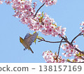 White-eye and cherry 138157169