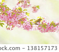 White-eye and cherry 138157173
