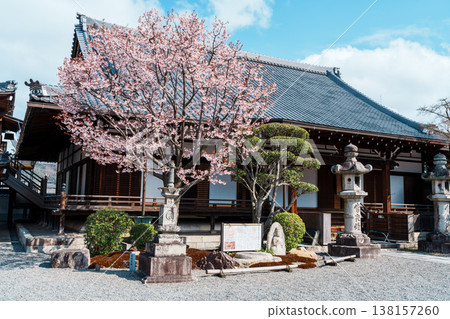清城會院櫻八須賀 清城會院櫻八須賀 138157260