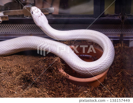 Albino viper snake in terrarium Albino viper snake in terrarium 138157449