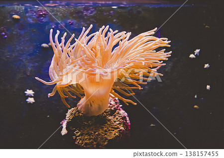 Polyp inside aquarium Polyp inside aquarium 138157455