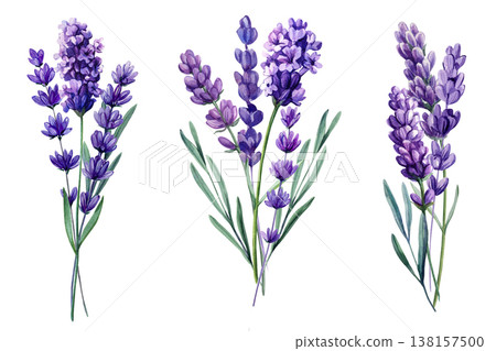 Lavender sprigs watercolor floral set with purple blooming stems and green leaves isolated on light background Lavender sprigs watercolor floral set with purple blooming stems and green leaves isolated on light background 138157500