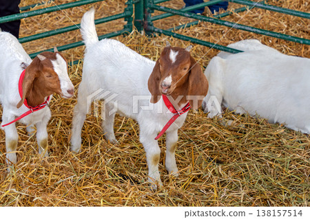 Small boer goat on a hay stack Small boer goat on a hay stack 138157514