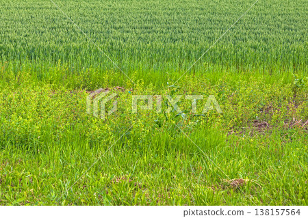 Tall green grass outdoors Tall green grass outdoors 138157564