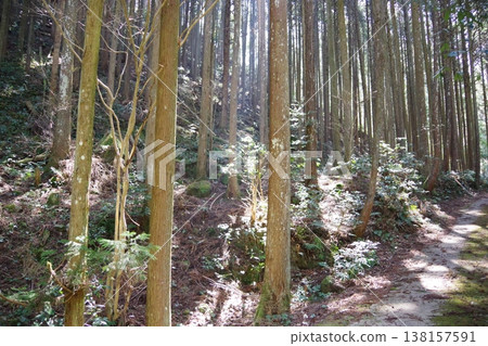 Cedar forest Cedar forest 138157591