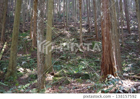 Landscape with fallen trees in the mountains Landscape with fallen trees in the mountains 138157592