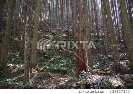 山路上的倒樹 山路上的倒樹 138157593