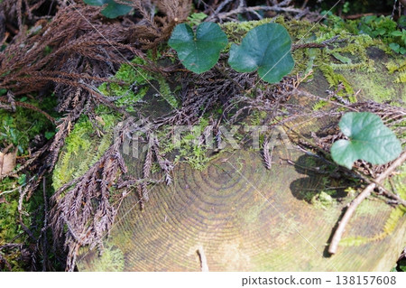 Tree rings 138157608