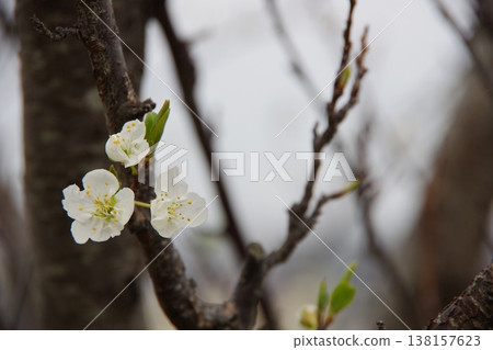 white cherry blossoms white cherry blossoms 138157623