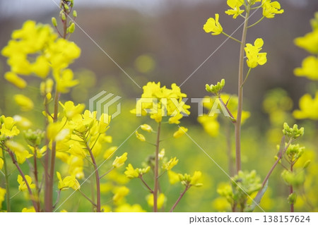 Rapeseed field Rapeseed field 138157624