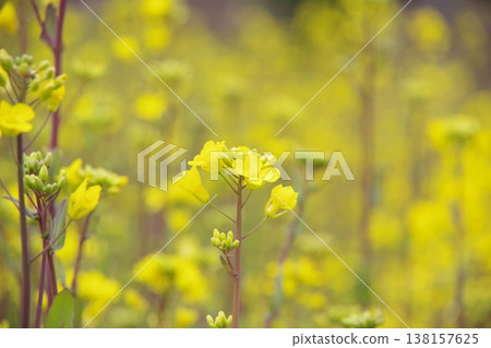 Yellow rape blossoms Yellow rape blossoms 138157625
