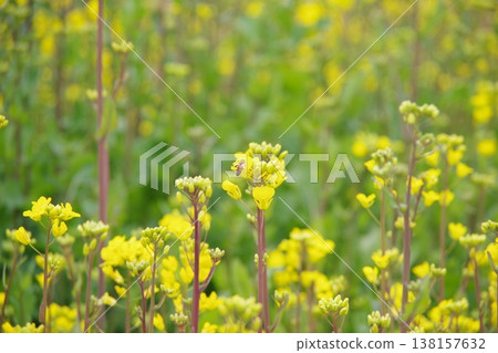 Rapeseed field 138157632