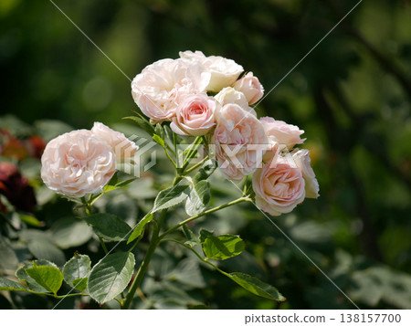 Garden Roses Bloom in Sunlight - Romantic Floral Background Garden Roses Bloom in Sunlight - Romantic Floral Background 138157700