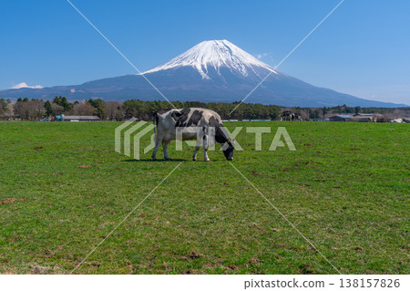 Fuji Morning Fog Highland 138157826