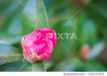 Bud of Sasanqua Bud of Sasanqua 138157872