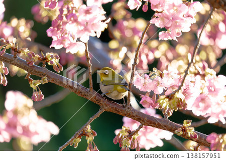 一隻日本繡眼鳥棲息在一棵盛開的櫻花樹枝上，花瓣在逆光下閃閃發光，營造出美麗的散景效果。 138157951