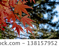 一張紅色楓葉的特寫。 138157952
