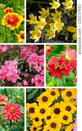 Vibrant vertical collage of colorful garden flowers including red dahlias with a bumblebee, yellow rudbeckia, pink oleander, and bright gaillardia blooming in the summer sunlight. 138157983