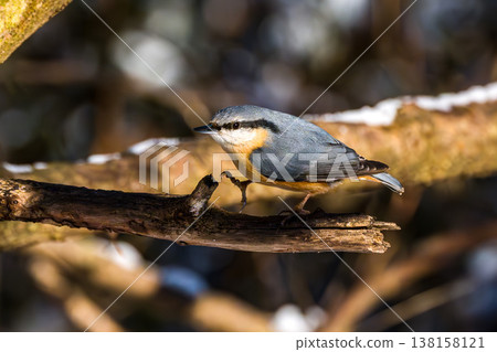 Eurasian nuthatch or wood nuthatch bird, Sitta europaea perched on a branch, foraging in a forest. 138158121