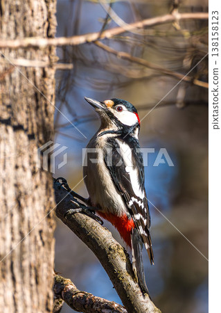 The Great Spotted Woodpecker, Dendrocopos major is sitting on the branch of tree The Great Spotted Woodpecker, Dendrocopos major is sitting on the branch of tree 138158123