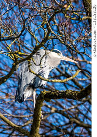 Grey heron, Ardea cinerea, sitting on a branch in a tree and looking around Grey heron, Ardea cinerea, sitting on a branch in a tree and looking around 138158126