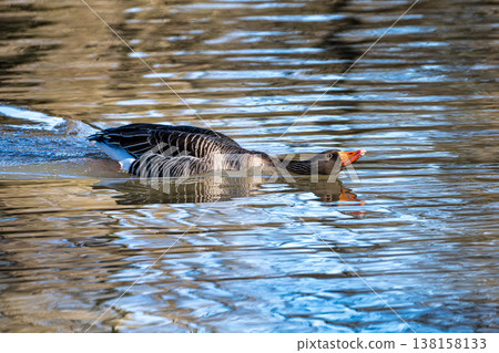 The greylag goose, Anser anser is a species of large goose The greylag goose, Anser anser is a species of large goose 138158133