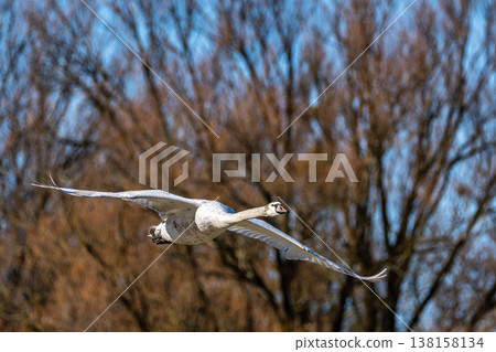 Mute swan, Cygnus olor flying over a lake in the English Garden in Munich, Germany 138158134