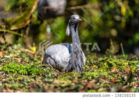 Demoiselle Crane, Anthropoides virgo are living in the bright green meadow during the day time Demoiselle Crane, Anthropoides virgo are living in the bright green meadow during the day time 138158135
