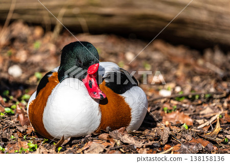 Common Shelduck, Tadorna tadorna swimming on the water Common Shelduck, Tadorna tadorna swimming on the water 138158136
