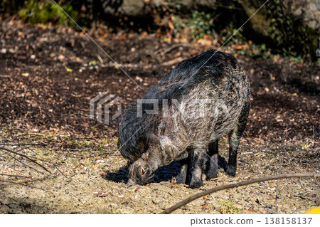 The Visayan warty pig, Sus cebifrons is a critically endangered pig The Visayan warty pig, Sus cebifrons is a critically endangered pig 138158137