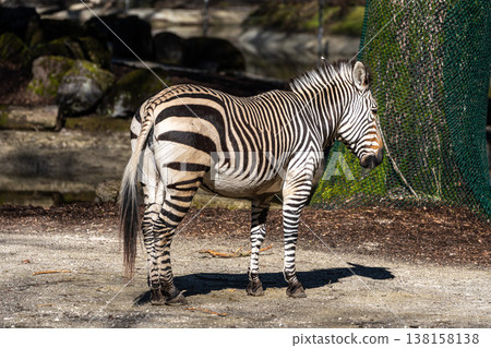 Hartmann's Mountain Zebra, Equus zebra hartmannae. An endangered zebra 138158138