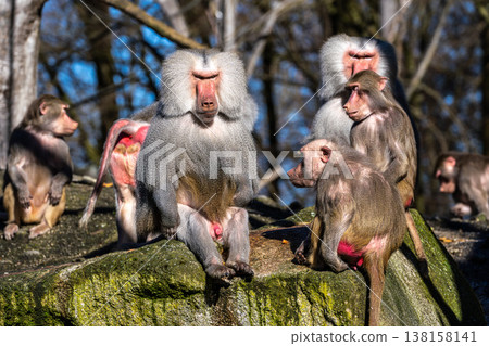 The hamadryas baboon, Papio hamadryas is a species of baboon The hamadryas baboon, Papio hamadryas is a species of baboon 138158141