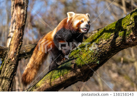 The red panda, Ailurus fulgens, also called the lesser panda. The red panda, Ailurus fulgens, also called the lesser panda. 138158143
