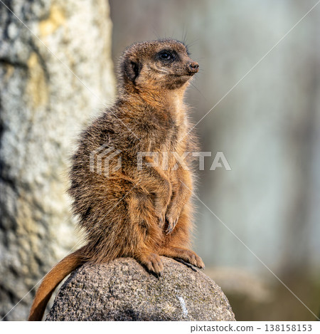 Meerkat, Suricata suricatta sitting on a stone and looking into the distance 138158153