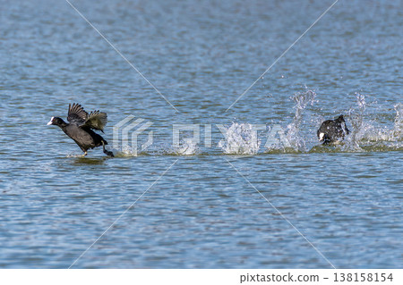 Eurasian coot, Fulica atra chasing each other by running across the water Eurasian coot, Fulica atra chasing each other by running across the water 138158154
