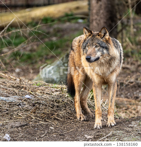European Grey Wolf, Canis lupus swimming in a water pond European Grey Wolf, Canis lupus swimming in a water pond 138158160