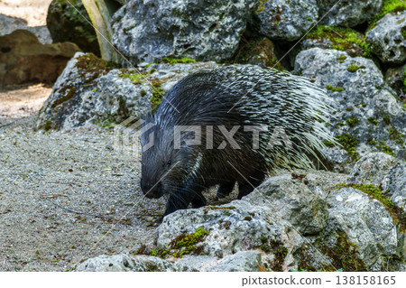 Indian crested Porcupine, Hystrix indica in a german nature park 138158165
