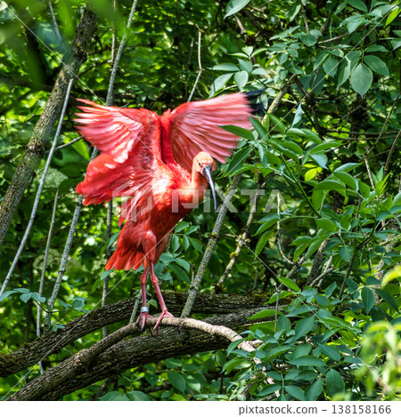 The Scarlet ibis, Eudocimus ruber is a species of ibis in the bird family Threskiornithidae. The Scarlet ibis, Eudocimus ruber is a species of ibis in the bird family Threskiornithidae. 138158166