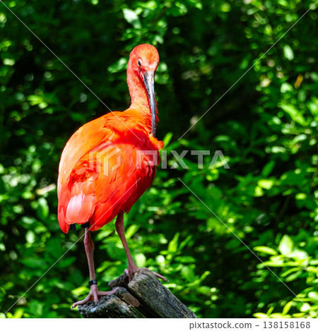 The Scarlet ibis, Eudocimus ruber is a species of ibis in the bird family Threskiornithidae. The Scarlet ibis, Eudocimus ruber is a species of ibis in the bird family Threskiornithidae. 138158168