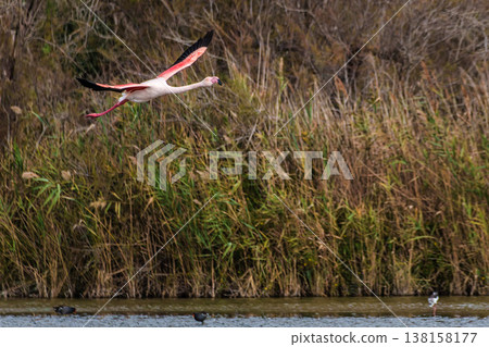 Flying Greater Flamingo, Phoenicopterus roseus in the Ornithological park of Pont de Gau in Camargue, France Flying Greater Flamingo, Phoenicopterus roseus in the Ornithological park of Pont de Gau in Camargue, France 138158177
