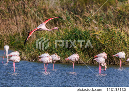 Flying Greater Flamingo, Phoenicopterus roseus in the Ornithological park of Pont de Gau in Camargue, France Flying Greater Flamingo, Phoenicopterus roseus in the Ornithological park of Pont de Gau in Camargue, France 138158180