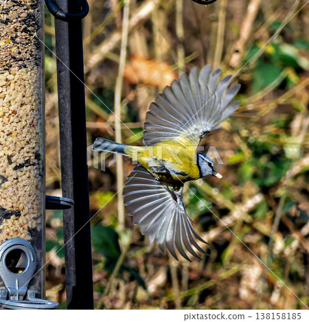 The Great Tit, Parus major from the tit family Paridae, perched on a bird feeder containing birdseed. 138158185