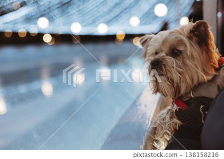 Small Yorkshire terrier dog on a winter ice rink at night with festive lights and bokeh background Pet-friendly leisure winter holidays. Human and pet 138158216