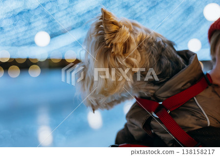 Small Yorkshire terrier dog on a winter ice rink at night with festive lights and bokeh background Pet-friendly leisure winter holidays. Human and pet 138158217