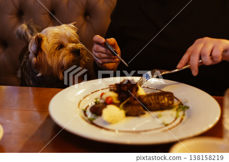 Small dog Yorkshire terrier attentively watching its owner eat gourmet steak at a cozy restaurant table. Pet-friendly dining. Human and pet bond. 138158219