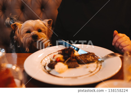 Small dog Yorkshire terrier attentively watching its owner eat gourmet steak at a cozy restaurant table. Pet-friendly dining. Human and pet bond. 138158224