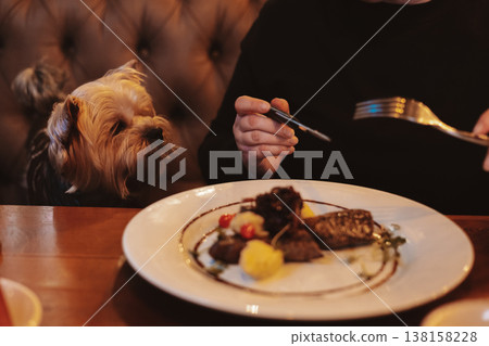 Small dog Yorkshire terrier attentively watching its owner eat gourmet steak at a cozy restaurant table. Pet-friendly dining. Human and pet bond. 138158228